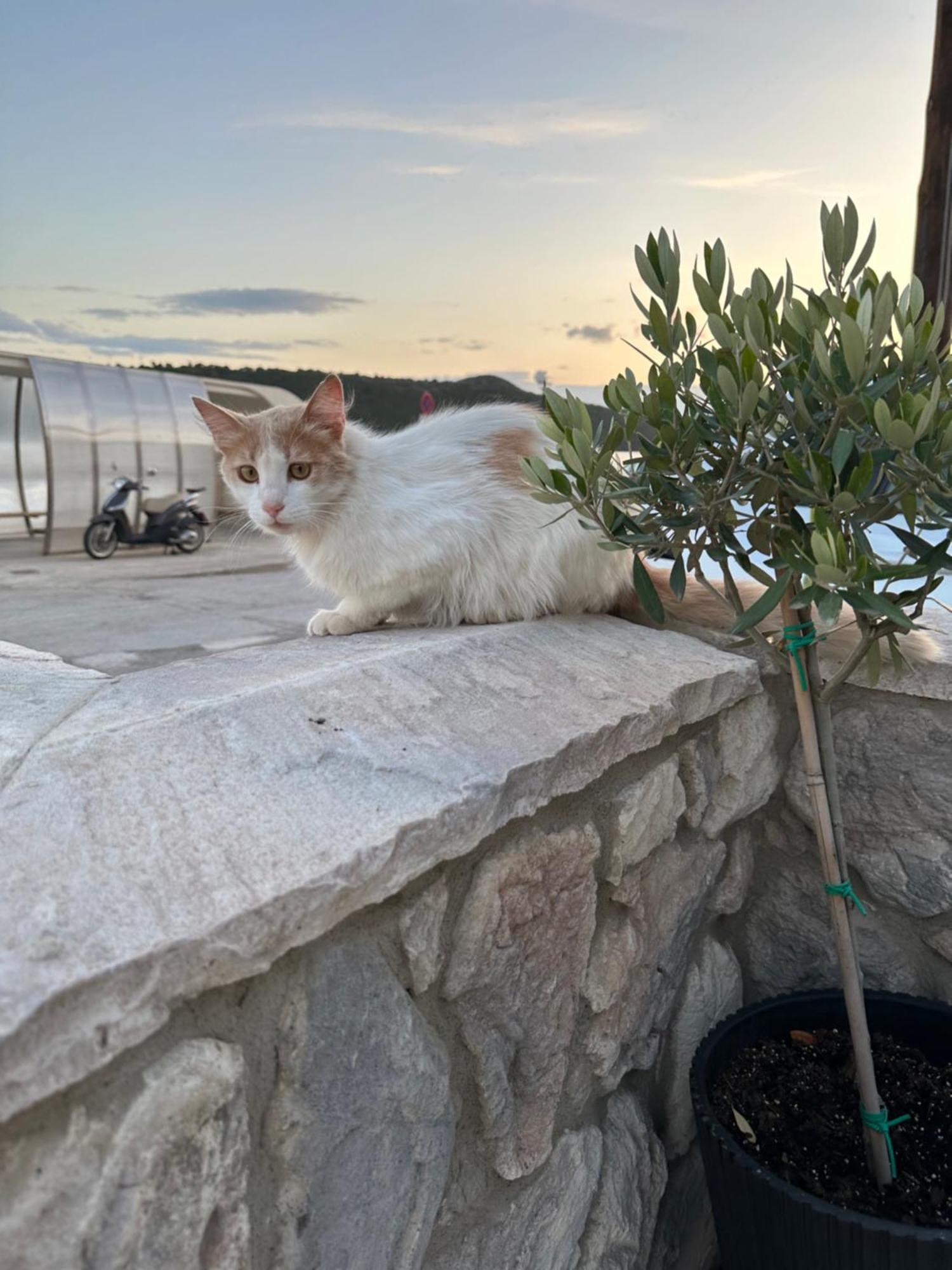 Haris * Glyfada (Phocis)
